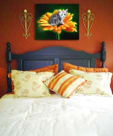 kitten portrait in bedroom