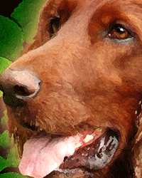 portrait of Irish Red Setter
