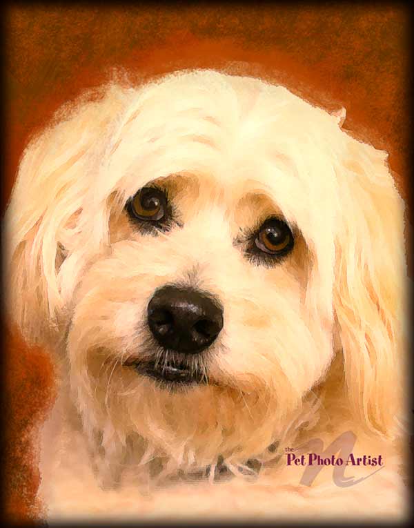 dog portrait of Happy